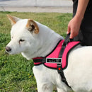 Arnês para cães 