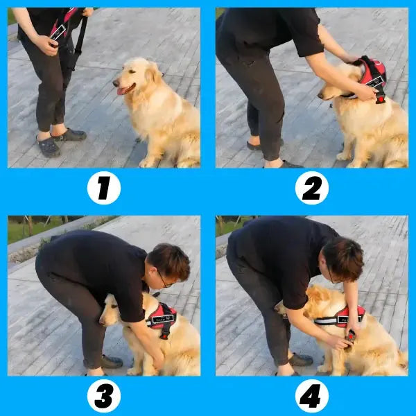 Arnês para cães 