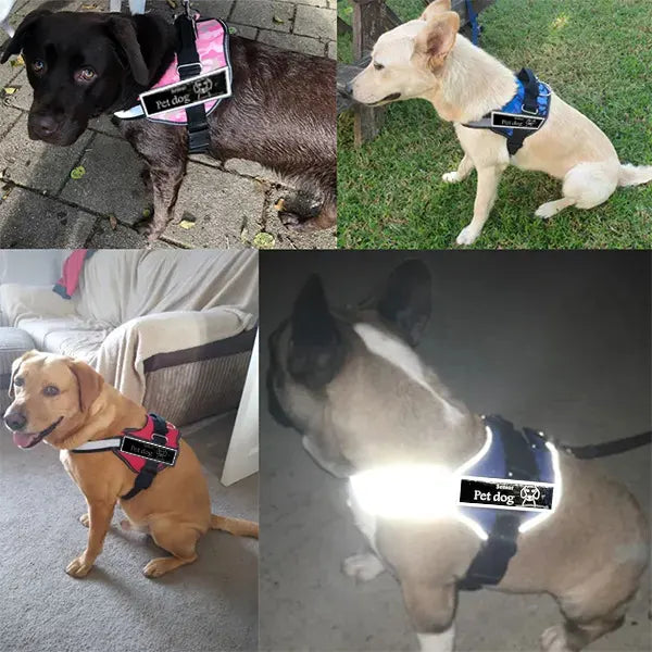Arnês para cães 